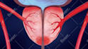 create premium quality 2d medical animation video