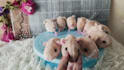 make plush doll with felt fabric hand sew