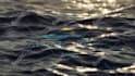 make sky into ocean logo reveal animation
