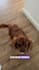 create ugc with my dog for your pet brand for all platforms