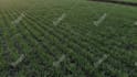 do vfx cleanup, remove unwanted object,wire and text from video