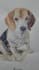 do a custom watercolor pet portrait painting