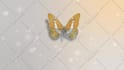 create butterfly logo  intro animation in HD
