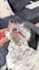 create ugc for pet products with my large dog