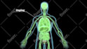 create a professional medical animated video