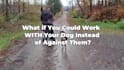 make viral facebook and instagram video ads for dropshipping