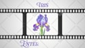 design an animated title logo for your films
