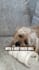 create ugc dog video ads for tiktok facebook instagram reels