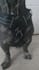 do dog ugc photos and german videos