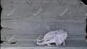 remove object from video within 24 hours