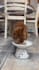 create engaging ugc product videos for cat and pet brands