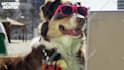 make a funny video commercial with a dog at the beach