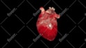 create 3d medical animation explainer video animation and surgery anmation video