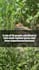 be your short form video editor