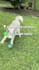 create animal, pet related ugc