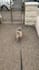 create highly convertible ugc video  for your pet brand