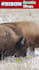 create wildlife  animals copyright free videos for youtube