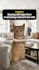 make tiktok cat memes explainer and facts videos
