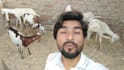 wish happy birthday and sing song with my goats