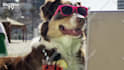 make a funny video commercial with a dog at the beach
