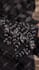 create ai video art or ai animation