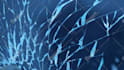 do professional video editing, youtube video editing