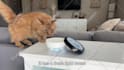 create dog or cat ugc videos for your pet product and services