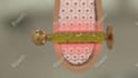 do 3d medical animation for a product or procedure