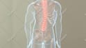 do 3d medical animation for a product or procedure