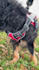 create dog ugc for your pet product