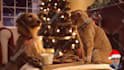 make happy dog christmas greeting video