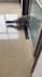 create 1000 funny pets youtube shorts or reels