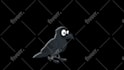 create stunning 2d cartoon animation for any project