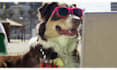 make a funny video commercial with a dog at the beach