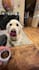 create ugc video ads for tools, construction, and pet brands