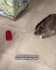 create high converting pet ugc video ads featuring your brand or product