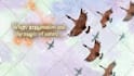 create animation children book trailer, promo kids