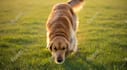 create ai talking animal videos for any occasion