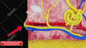 create precise orthopedic 3d medical animations