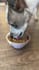 create ugc videos with my dog tiktok reels amazon pets