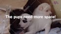 do professional youtube video editing