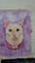 do a custom watercolor pet portrait painting