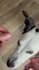 do ugc video with my dog