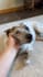create ugc videos with my dog tiktok reels amazon pets