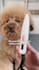 design creative and viral video ads for tiktok and facebook
