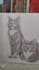 do custom pet portrait, dog portrait, cat portrait drawing