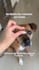 create ugc for pet products with my large dog