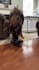 create ugc video ads for dog companies