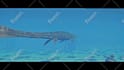 create epic jurassic world  dinosaur videos for youtube