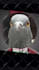 put face on video face swap or head swap funny comedy video